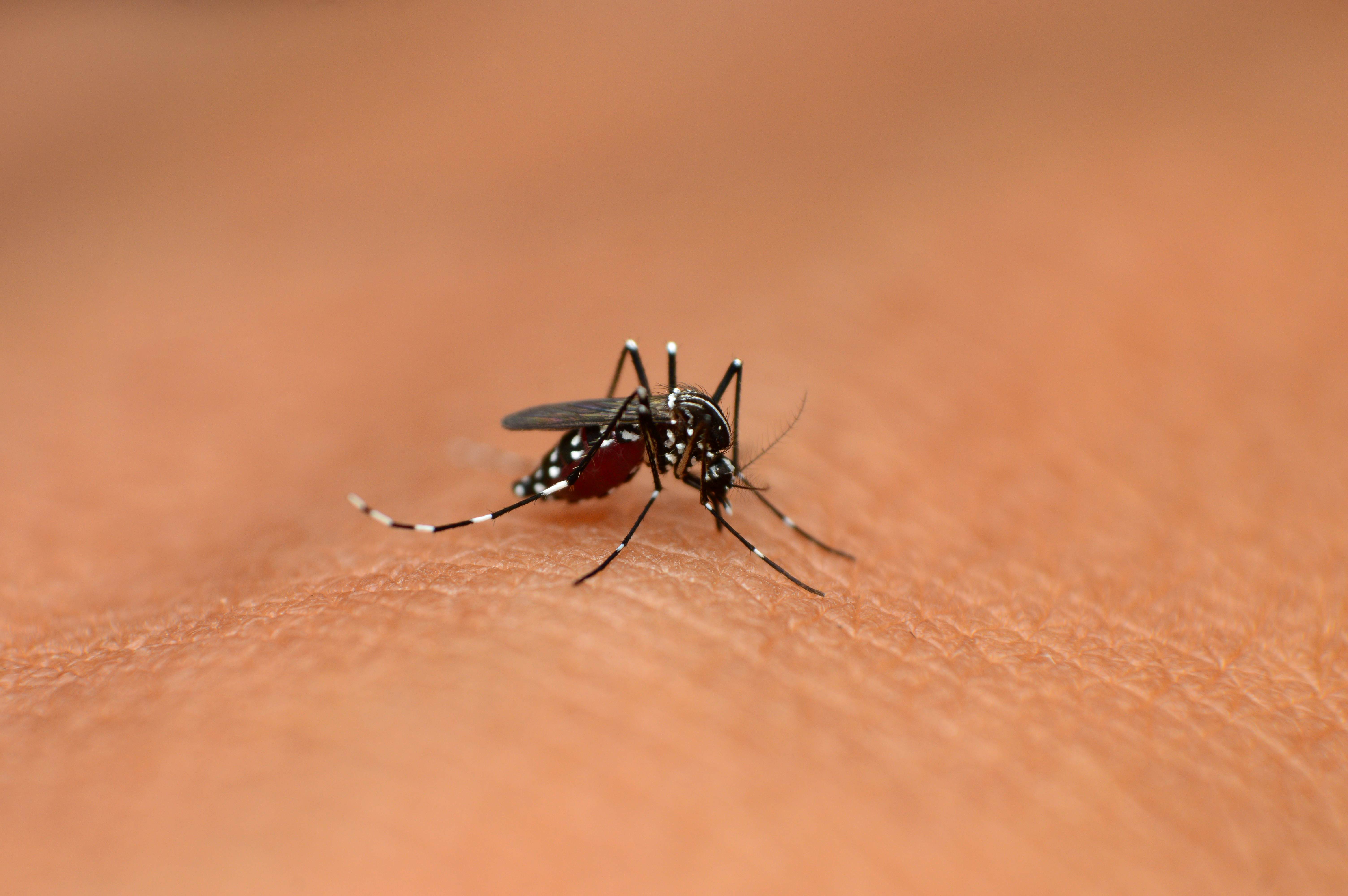 Caso importato di Dengue a Carisolo