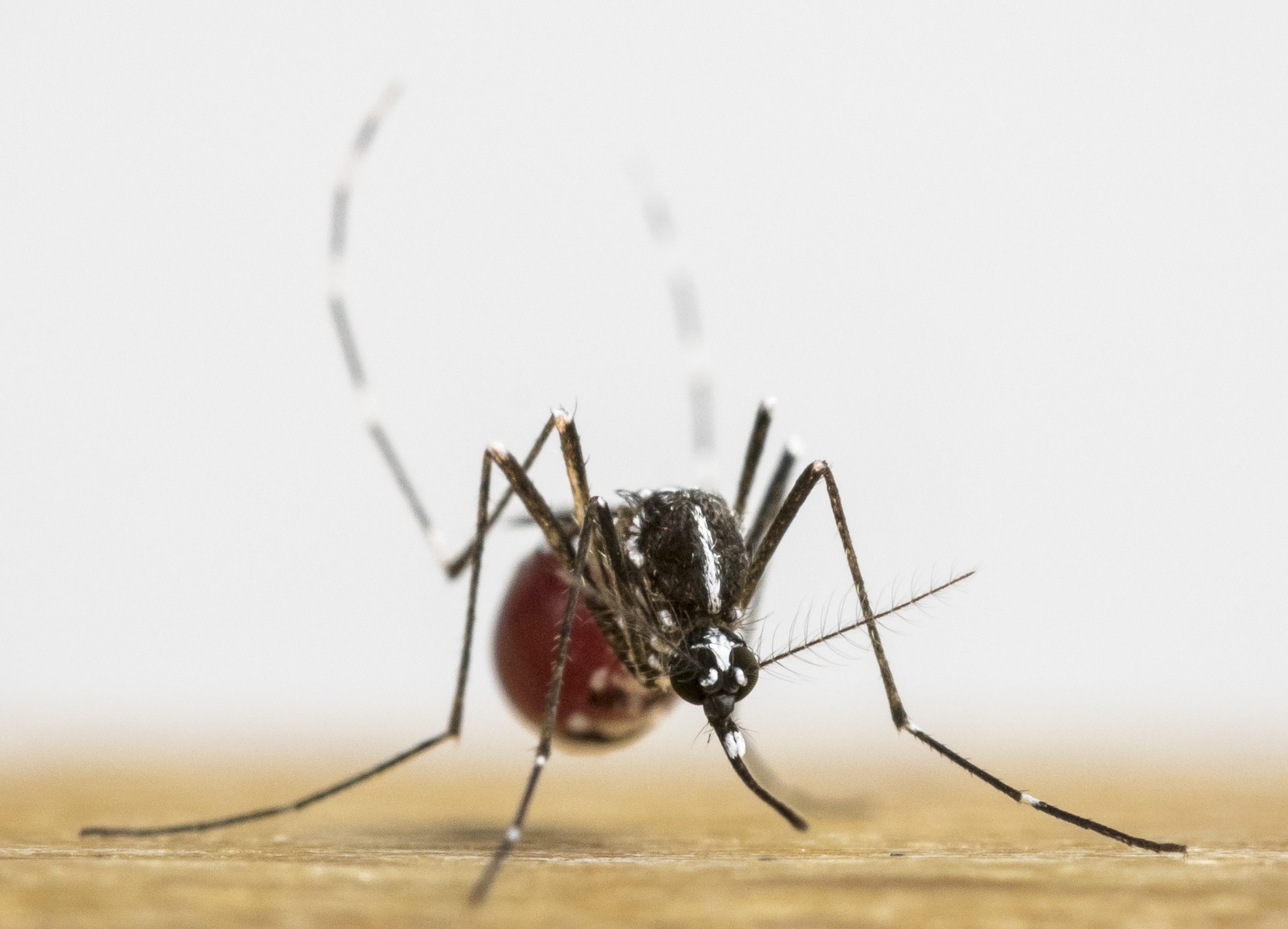 Caso di Dengue a Carisolo: conclusa con successo la disinfestazione 