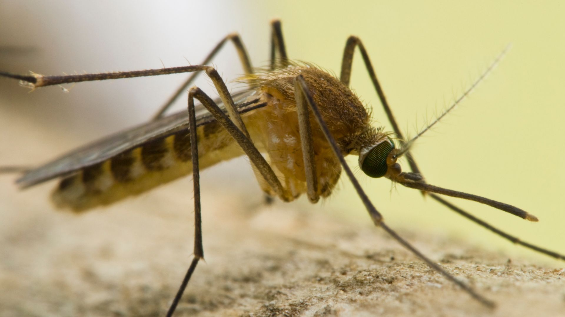 West Nile, in Trentino sorveglianza costante e prevenzione