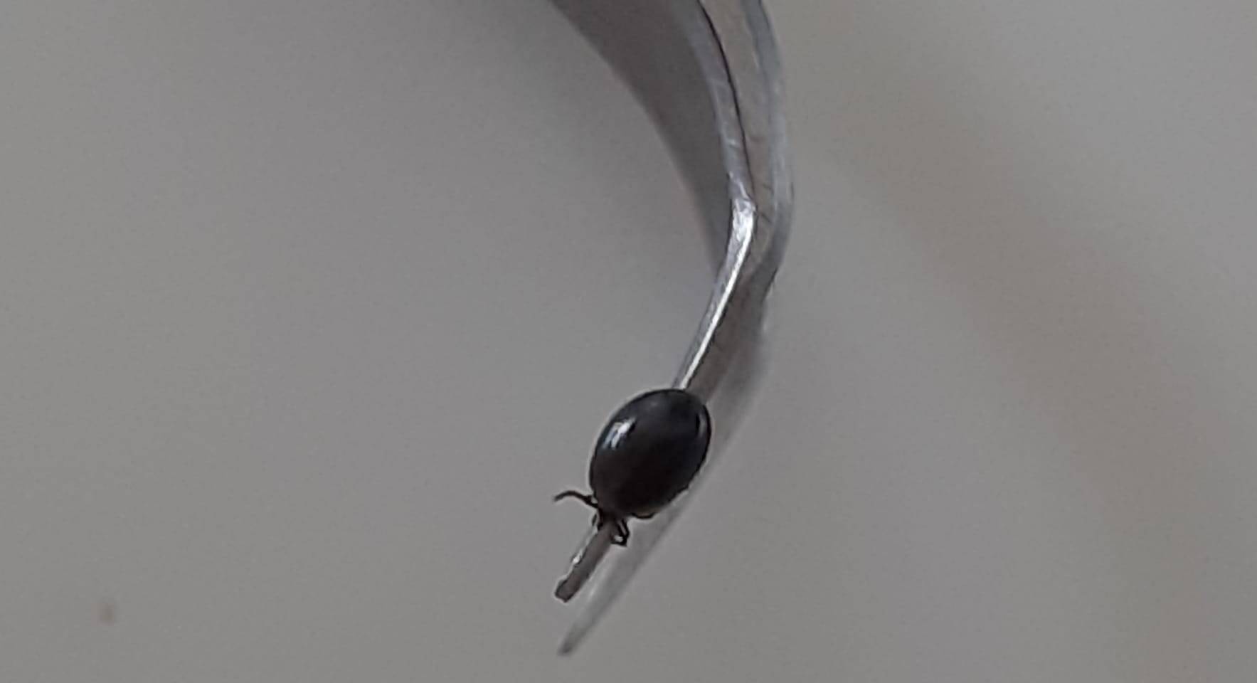 Immagine: zecca.jpeg Creative Commons Attributon–ShareAlike 4.0 International (CC BY-SA 4.0)