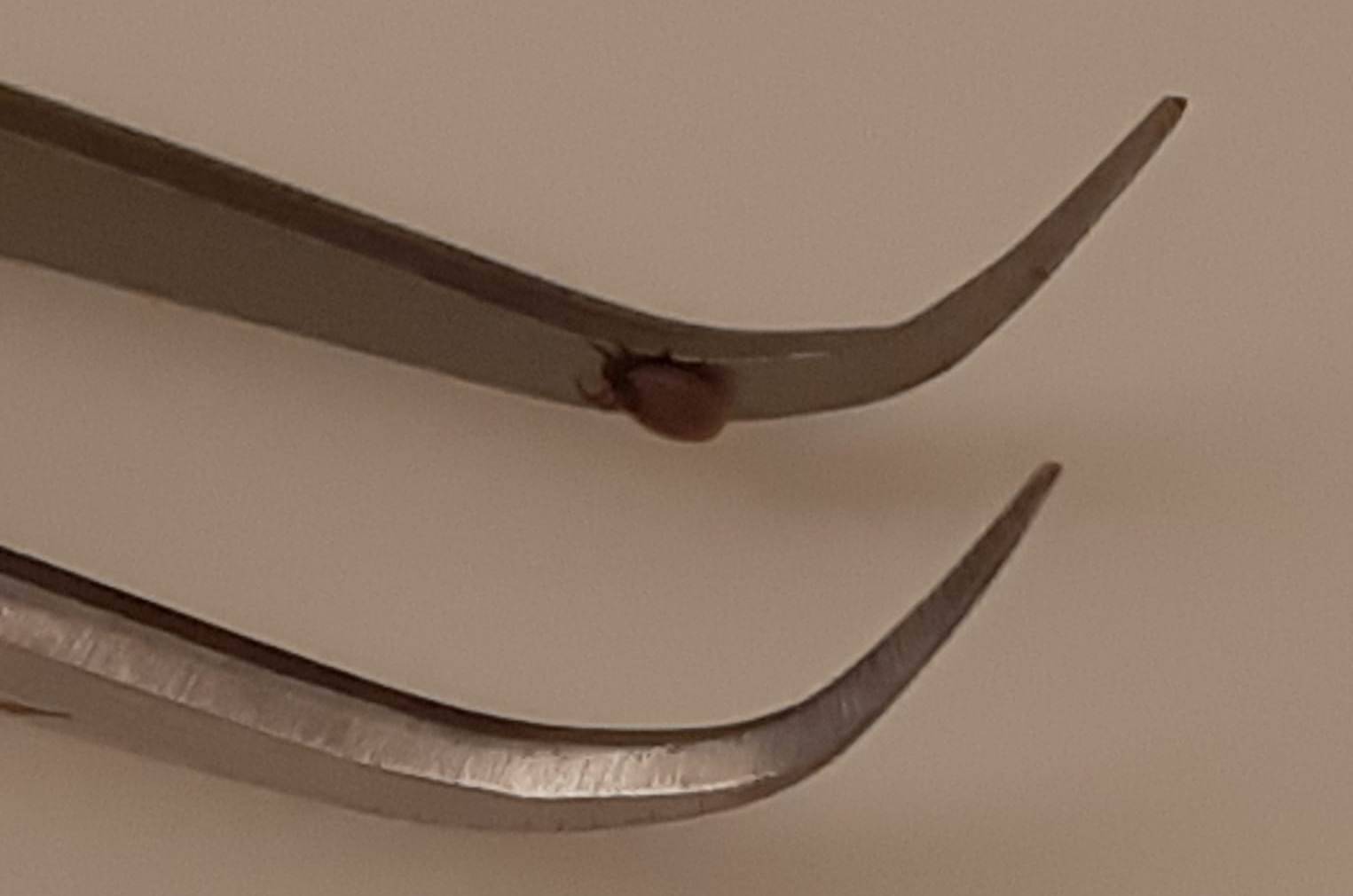 Immagine: zecca1.jpeg Creative Commons Attributon–ShareAlike 4.0 International (CC BY-SA 4.0)