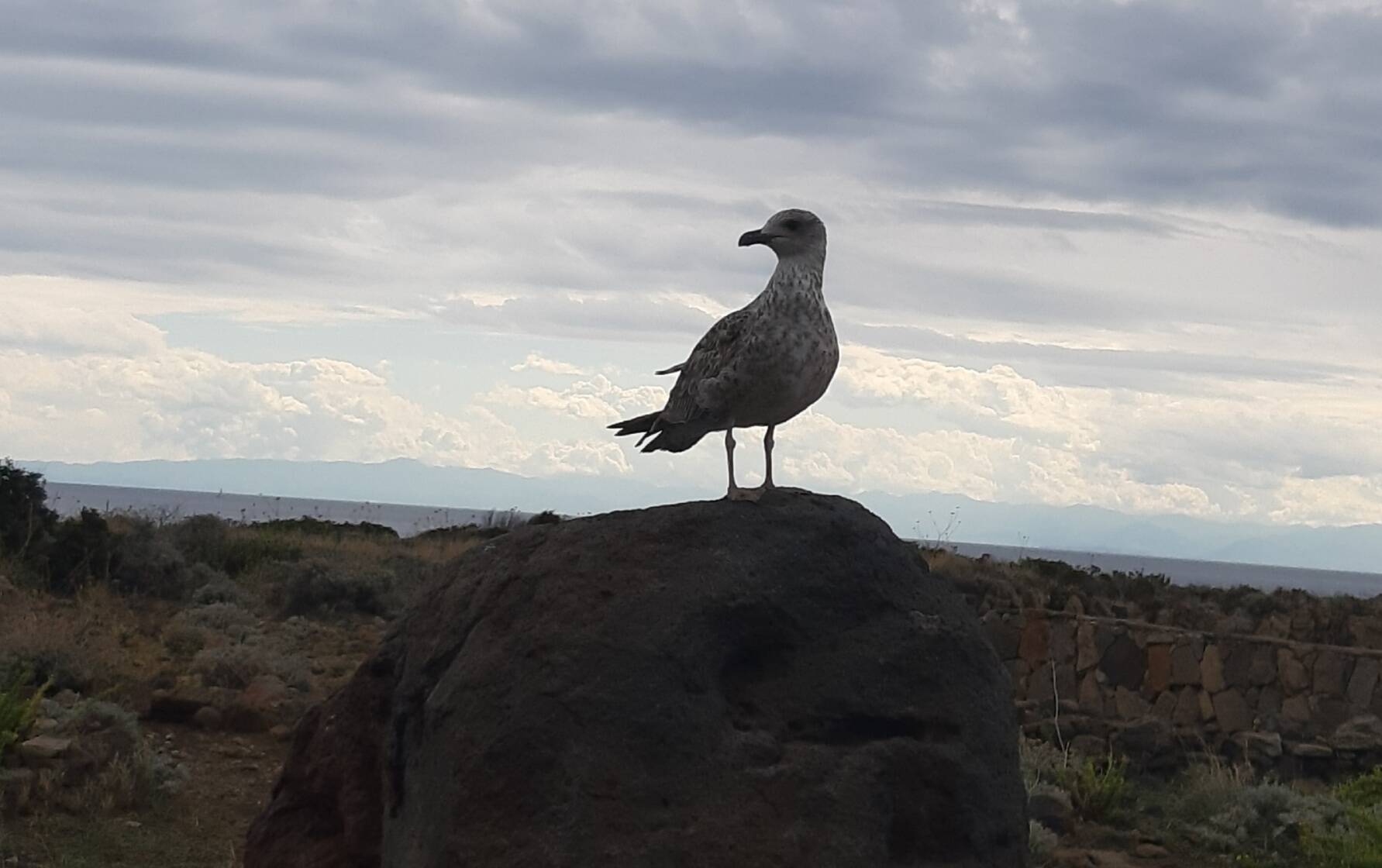 Immagine: gabbiano.jpg Creative Commons Attributon–ShareAlike 4.0 International (CC BY-SA 4.0)