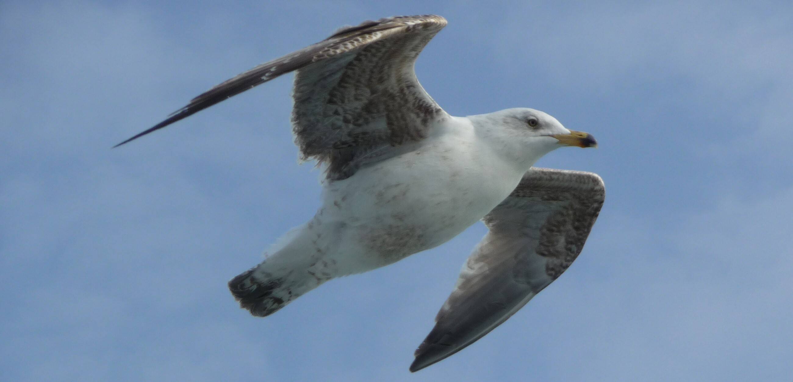 Immagine: gabbiano1.jpg Creative Commons Attributon–ShareAlike 4.0 International (CC BY-SA 4.0)