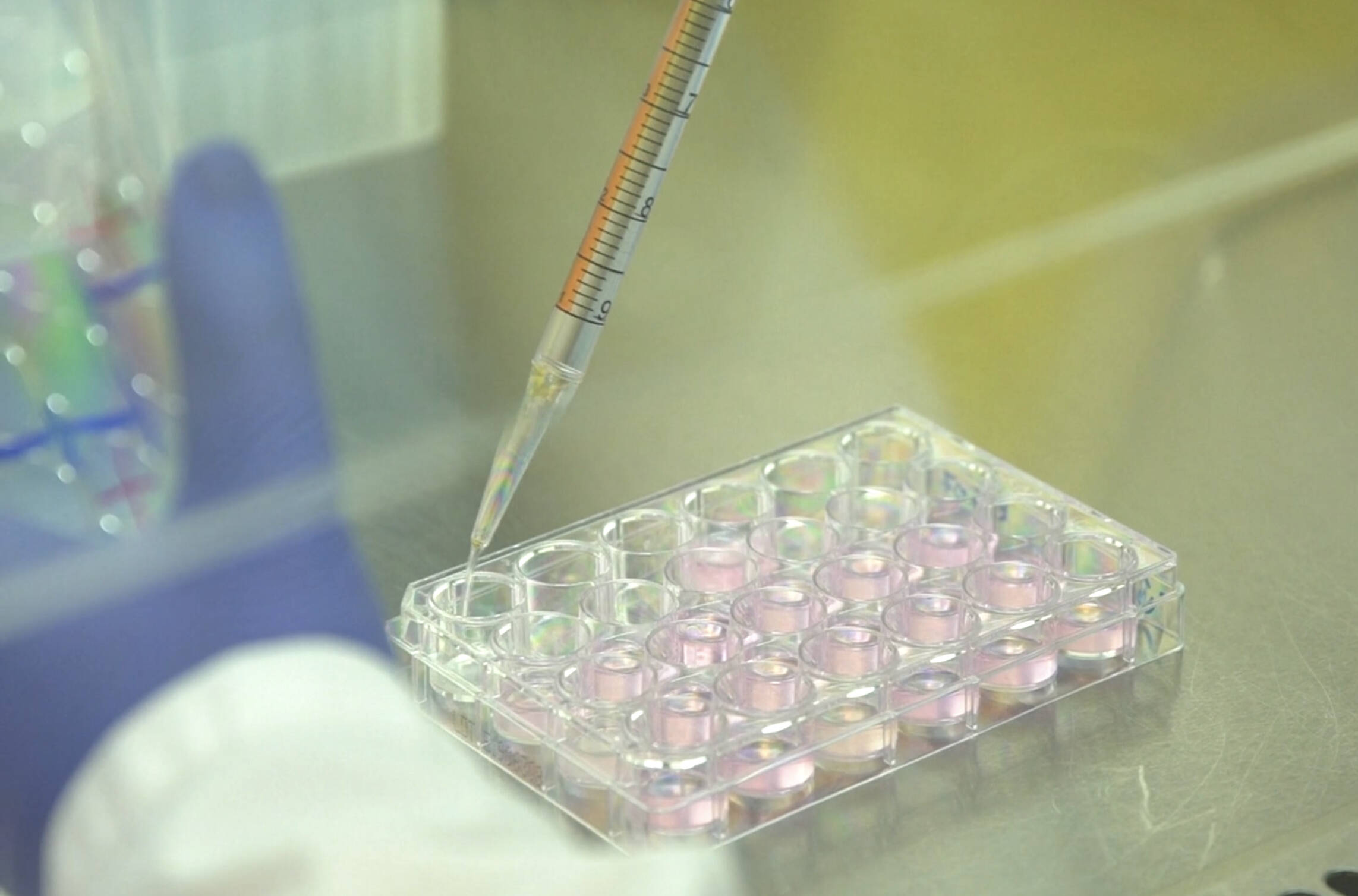 Immagine: 848FD3C9-DBB9-4A9A-910F-F402E9544681.jpeg Creative Commons Attributon–ShareAlike 4.0 International (CC BY-SA 4.0)